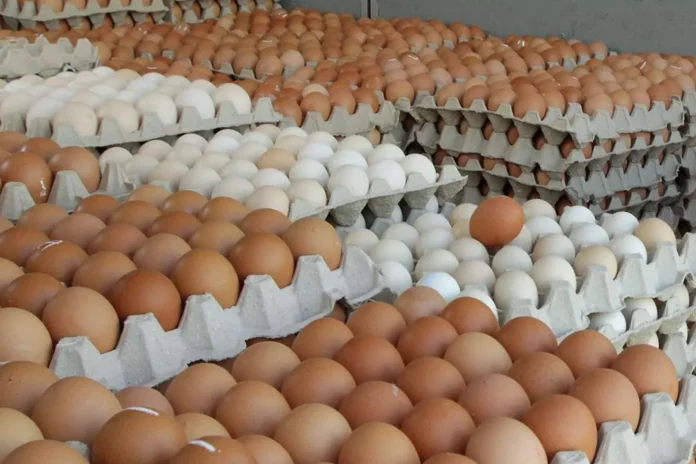 Egg