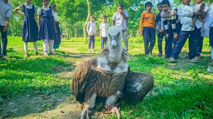 গৃধিনী শকুন