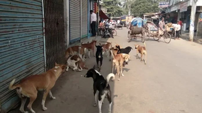 dog