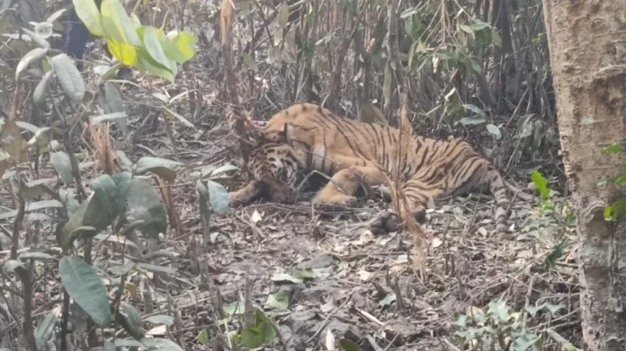 tigar